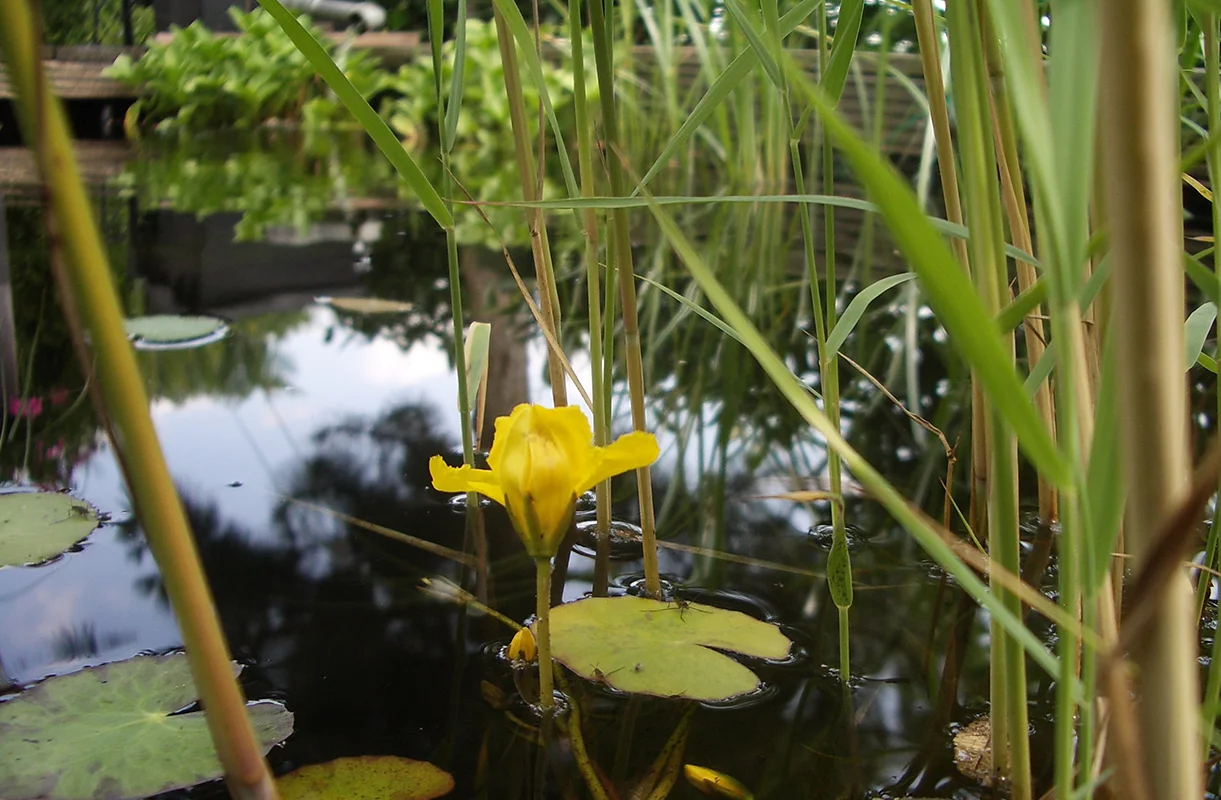 Bassins, mares et jardins de soin à Angles