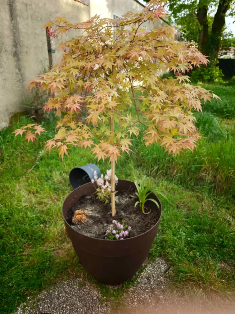 Botaneo Paysagiste Mareuil Sur Lay Dissais Botaneo 5
